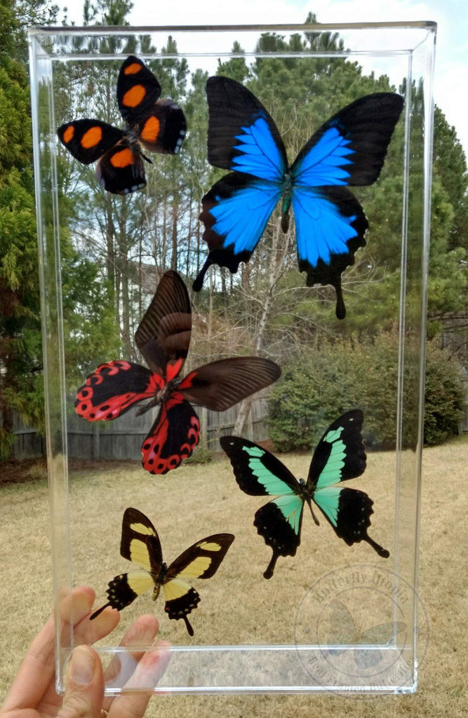 contrasting colors 