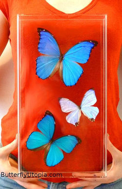 Three Morpho Butterflies