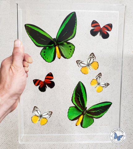 framed green birdwing butterflies