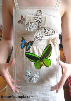 Custom 5 Butterflies Frame