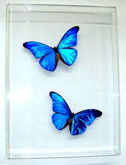 Blue Morpho Rhetenor Butterflies