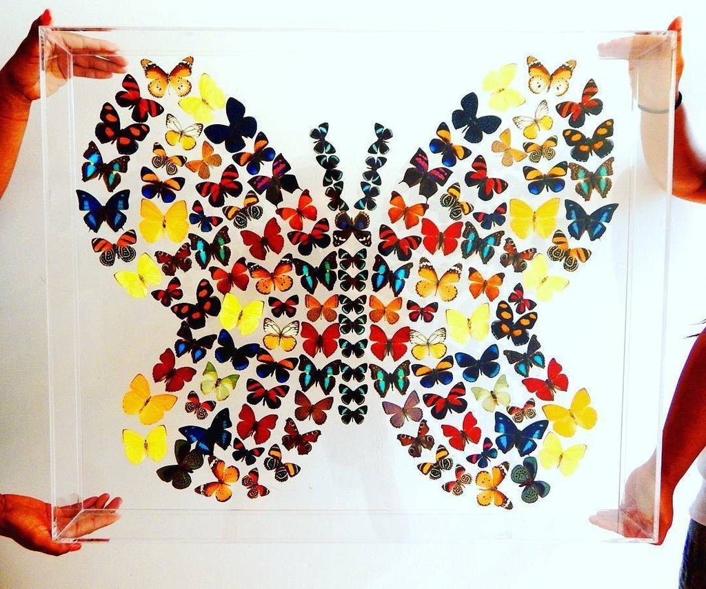 Butterfly Shape Art using real butterflies - 