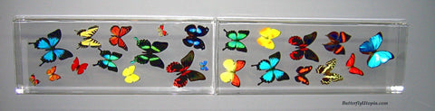Four Foot Flight Minimalist Butterflies