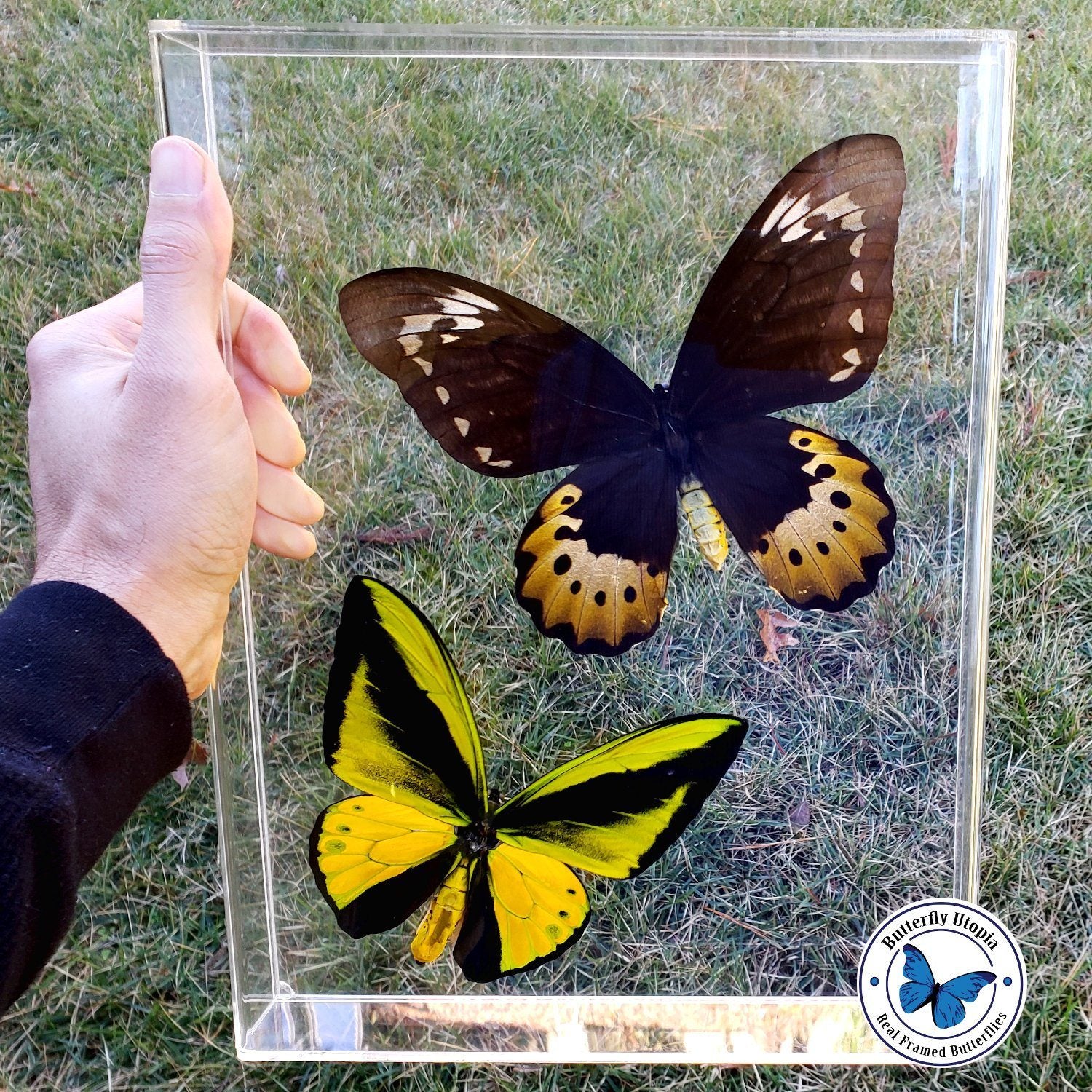 sonnensegel butterfly jumbo Goliath samson Pair