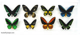 framed birdwing butterflies