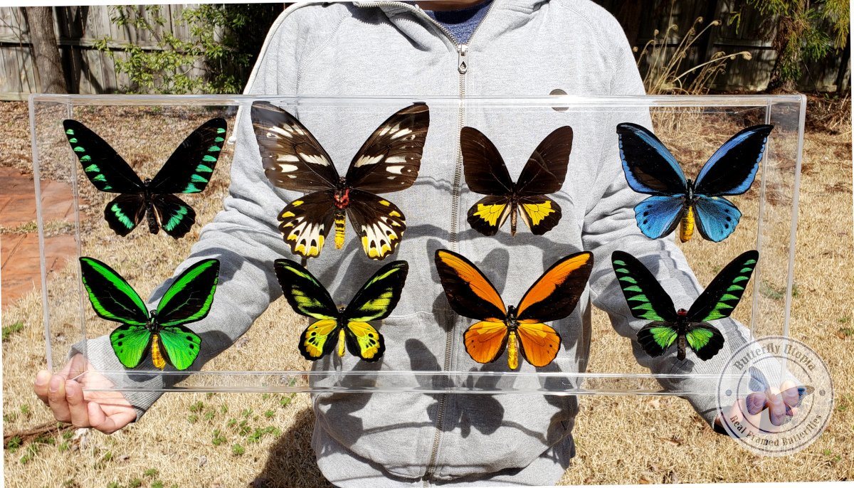 8 Framed Birdwing Butterflies mounted in acrylic – Butterfly Utopia