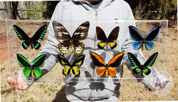 mounted birdwing butterflies