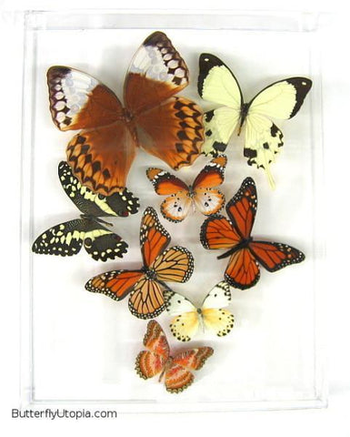 Eight Flight Rustic Butterflies