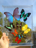 real preserved butterflies