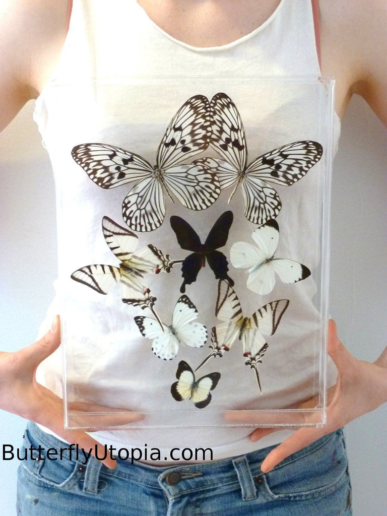 Eight Flight Black White Butterflies