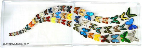 Rainbow Butterflies Wall