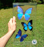 blue butterflies framed
