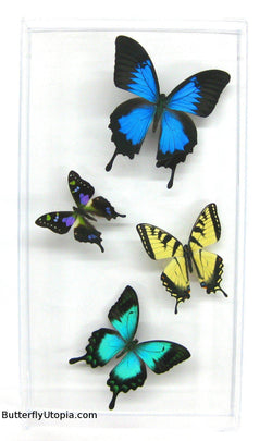 Four Swallowtail Rainforest Butterflies
