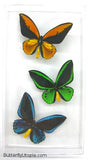 birdwing butterflies