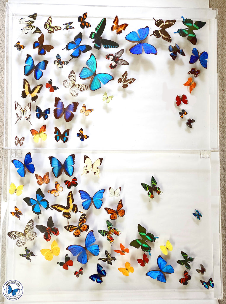 Large Butterfly Frame for Living Room, Bedroom Art – Butterfly Utopia