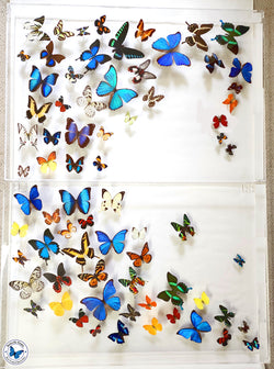large framed butterfly art