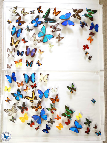 Two Case Butterfly Art - 4' x 3
