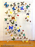 Custom Large Butterfly Frame