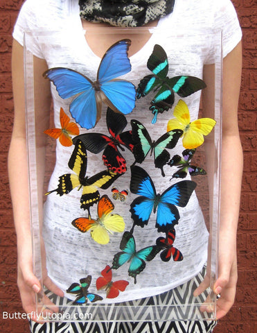 Custom Butterfly artwork