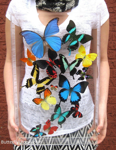 Real Rainbow Framed Butterflies Art