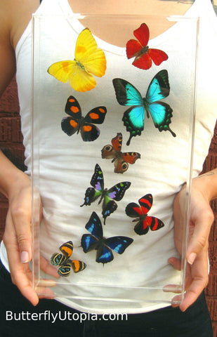 Harmony Mix Butterflies