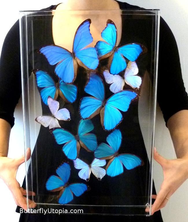 Real Blue Morpho Butterflies in Acrylic Frame – Butterfly Utopia