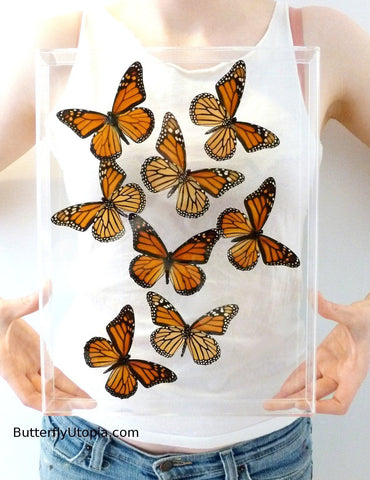 framed monarch flight butterflies