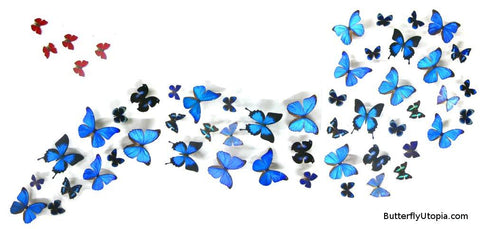 large butterfly art frame
