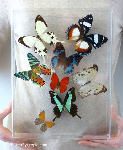 african butterflies framed