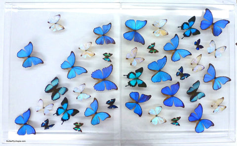real framed blue butterflies