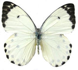 african white butterfly