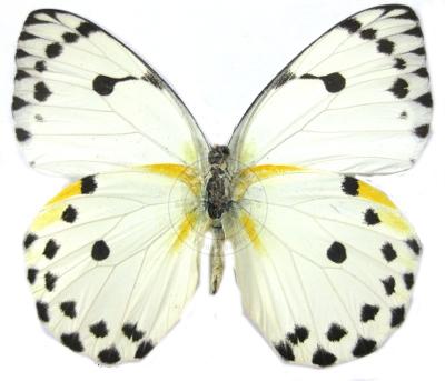 Belenois calypso