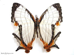 Map Butterfly dried