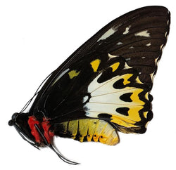 Priamus urvillianus female