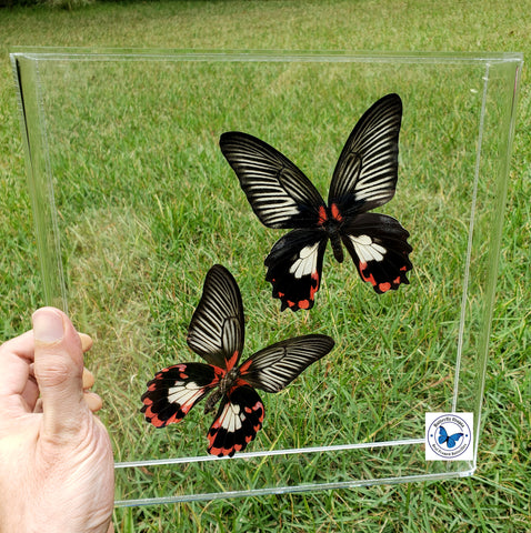 Papilio Rumanzovia (White Form F) Butterflies Set - 3D Acrylic Frame