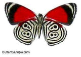 The 88 Butterfly