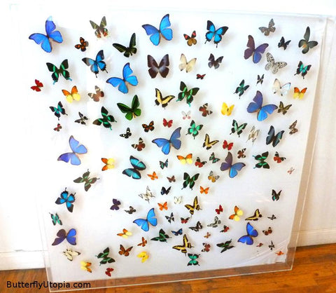 Custom Colors Pack of 3 Giant Large Paper Butterfly Props 