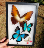 RIker Display B02 - 8x12