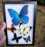 Riker Display B17 - 8x12