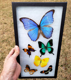 Riker Display B19 - 8x14