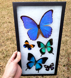 Riker Display B22 - 8x14