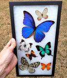 Riker Display B24 - 8x14