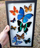 Riker Display B25 - 8x14