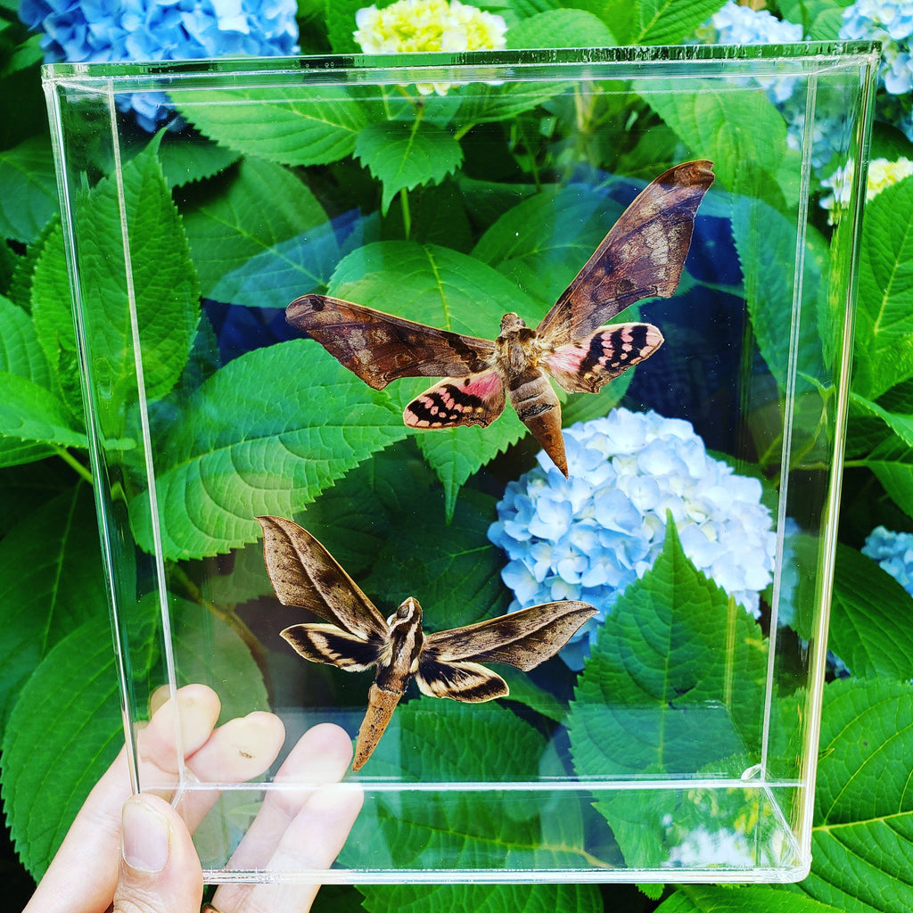 framed sphinx moths