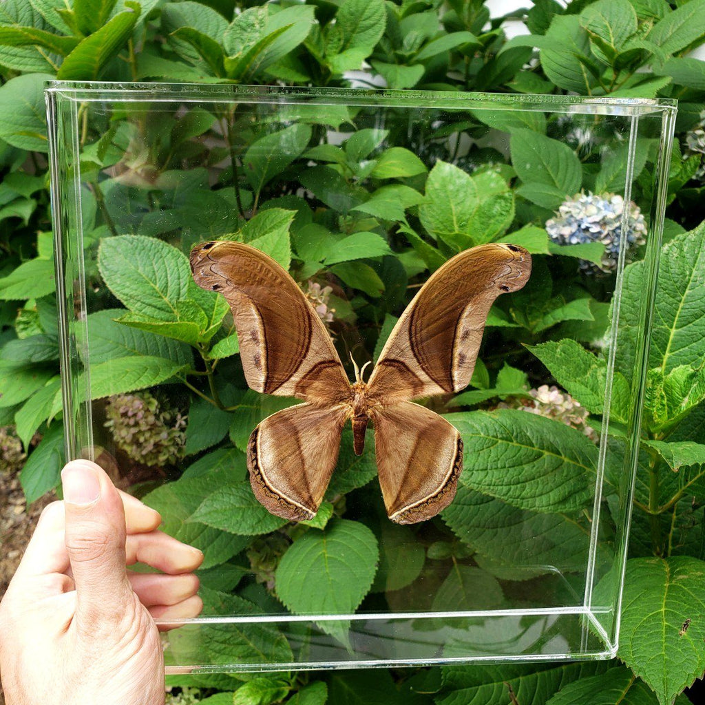 Rhescyntis hippodamia