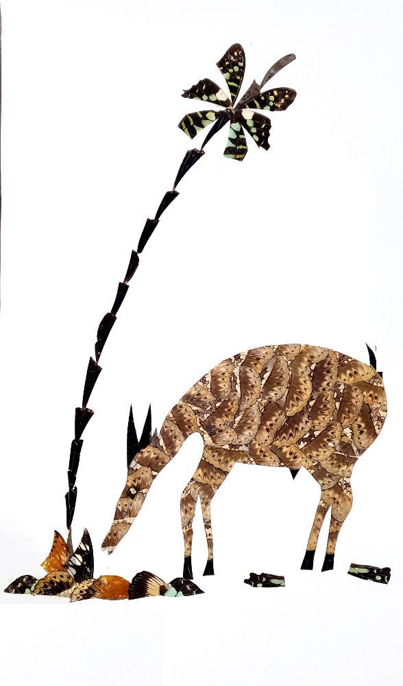 Antelope - Unframed - A10