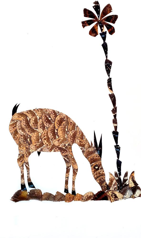 Antelope - Unframed - A1