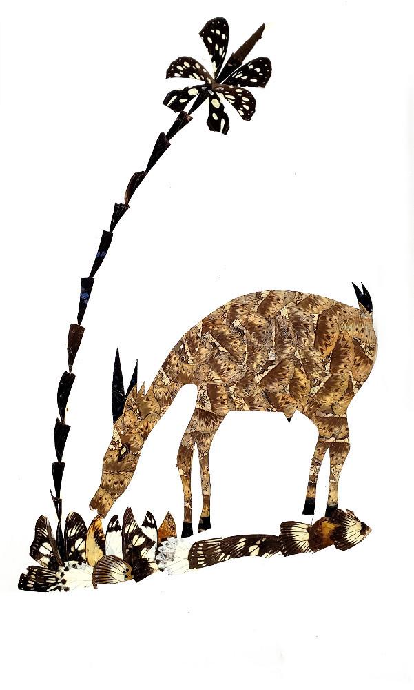 Antelope - Unframed - A2