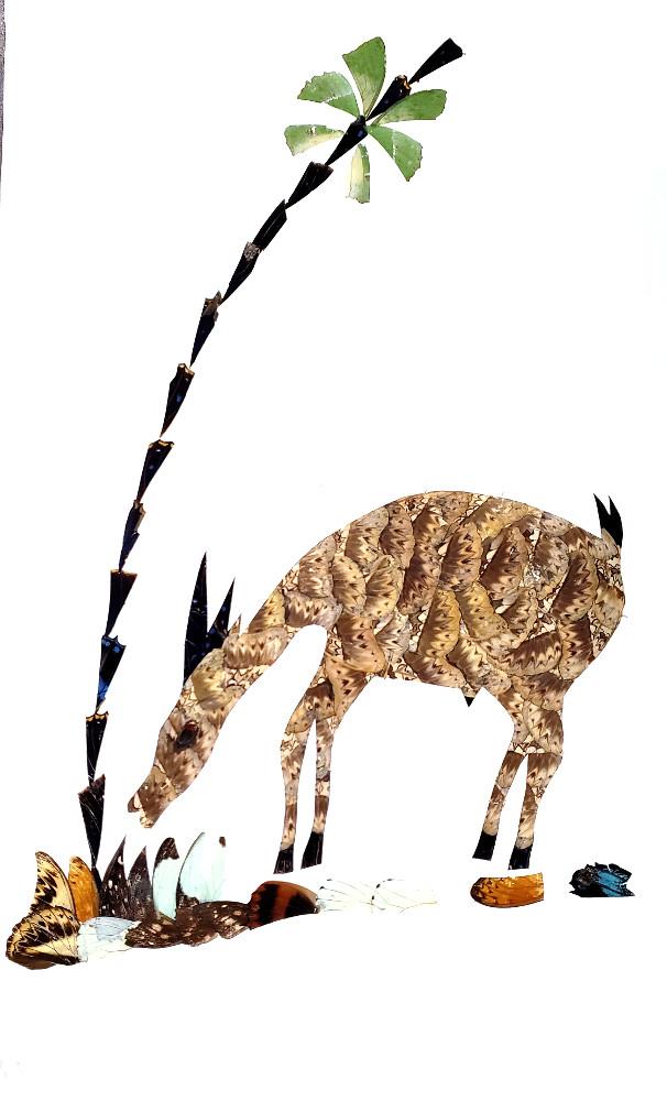 Antelope - Unframed - A5