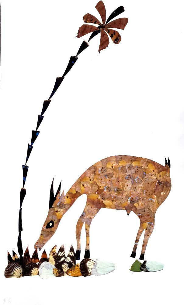 Antelope - Unframed - A6